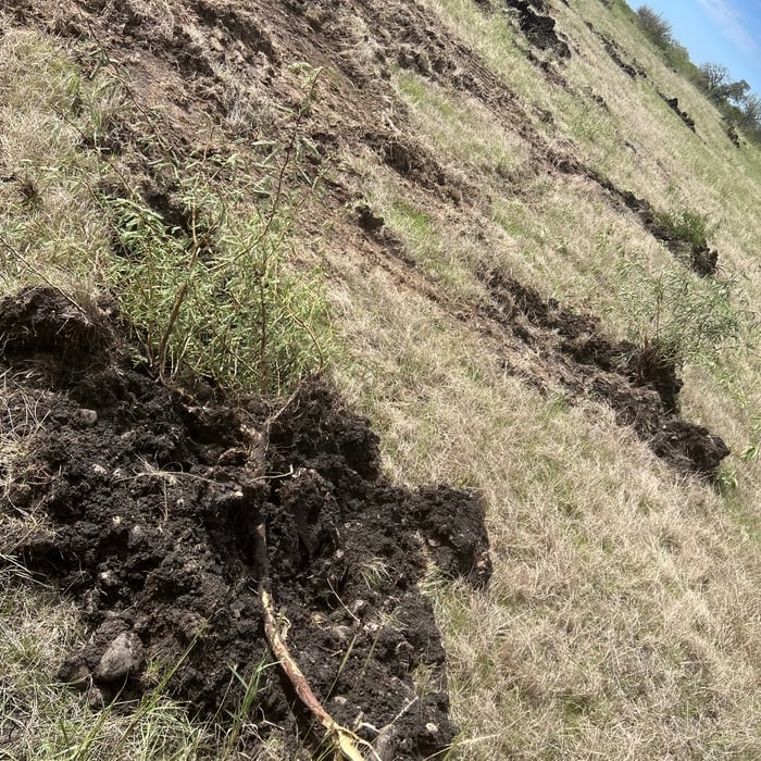 Mesquite removal