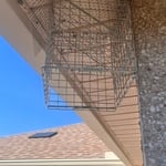 Raccoon Trapping