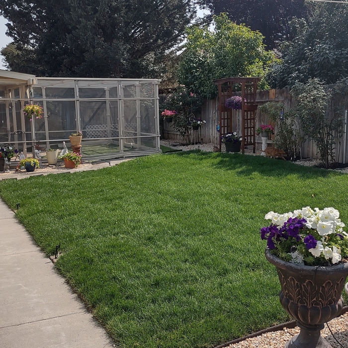 Sod area