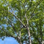 Tree Service Project
