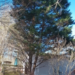 Tree Service Project