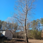Tree Service Project