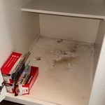 Resedential Mold remediation