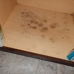 Mold Remediation