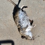 Norway Rat removal