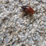 General pest control