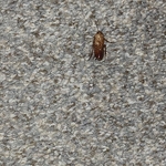 General pest control