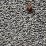 General pest control