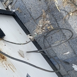 Critter Damage - Exposed wiring