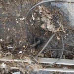 Critter Damage - exposed wiring almost burnt hole into roof