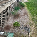 Prepping the beds and pulling weeds and spraying weed killer to prevent weeds growing up through the Pineneedles