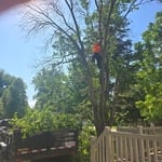 Tree Service Project