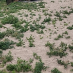 Landscaping Project