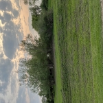 Grove Cleaning Project