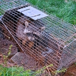 Animal Removal Project