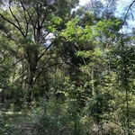 Land Clear - Ocala