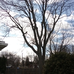Brown deer tree monster