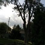 Brown deer tree monster