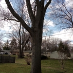 Brown deer tree monster