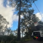 Tree Service Project