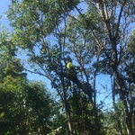 Tree Service Project