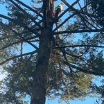 Tree Service Project