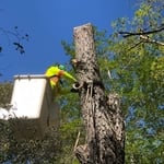 Tree Service Project