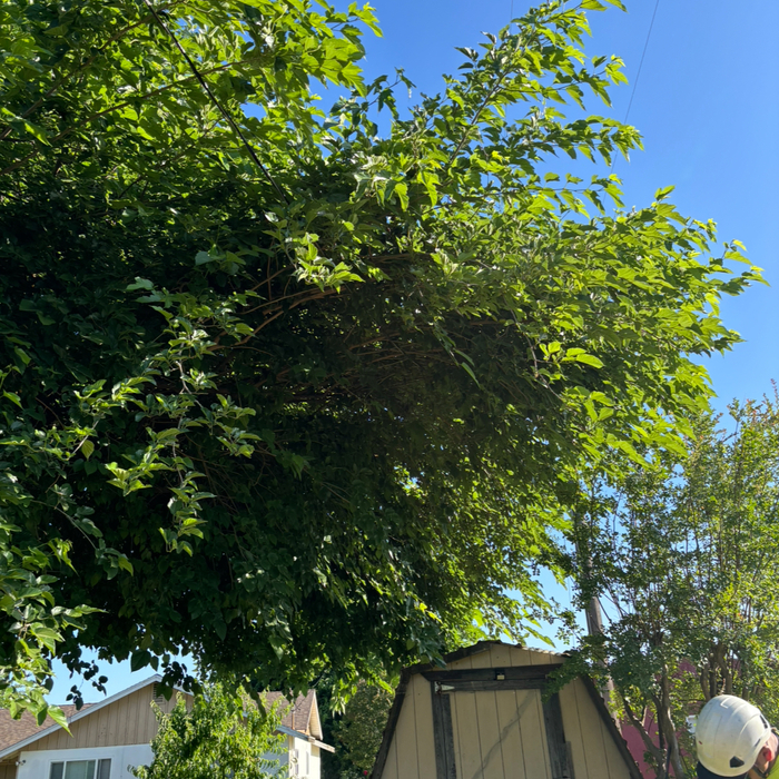 Tree Service Project
