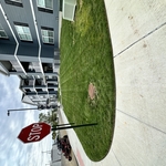 Landscaping - Lakefront Project