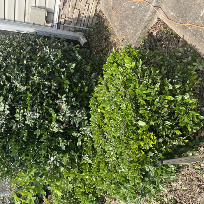 Landscaping Project