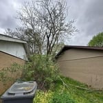 Before trees #2