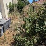 Backyard clean up
