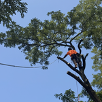Removed hazardous locust tree limbs that were overhanging the client’s home. Limbs were safely rigged and lowered to prevent damage to the house and surrounding property. All debris was cleaned up and hauled away, leaving the work area neat and safe.