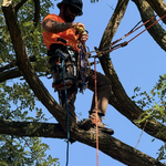 Tree limb removal