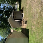 Maple tree removal