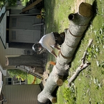 Maple tree removal