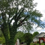 Maple tree removal