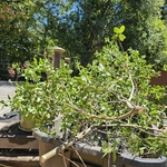 Tree Service Project