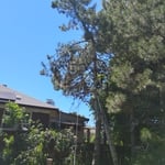 Tree Removal