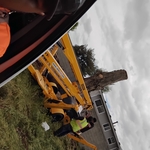 Tree Removal