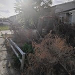 Tree Removal