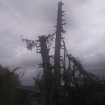 Tree Removal