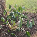 Landscaping Project