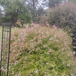 Landscaping Project