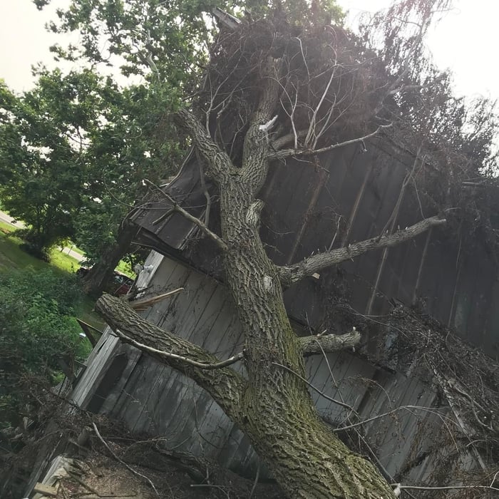 Emergency Tree Removal