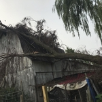Emergency Tree Removal