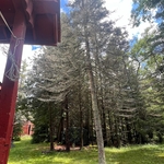 Tree Removal