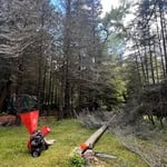 Tree Removal