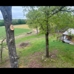 Raised canopies of trees for grass growth and a better view. Removed trees that were less desirable