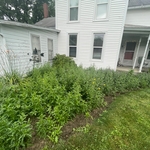Mulch bed before